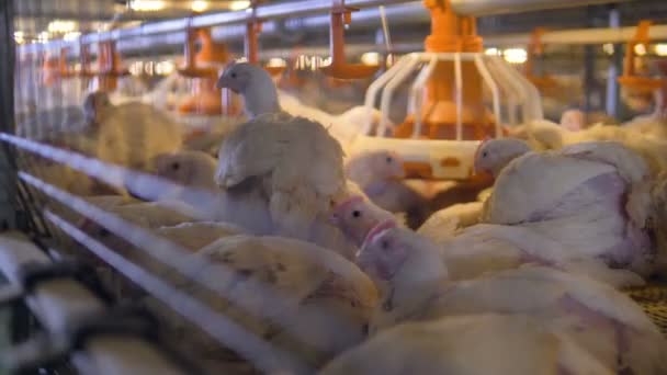 Uma gaiola lotada com frangos sentados ou alimentados a partir da panela de plástico . — Vídeo de Stock