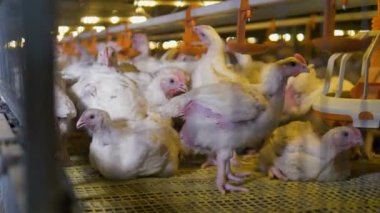 Tavuk oturup, yemek ve dar bir kafesin içinde iç.