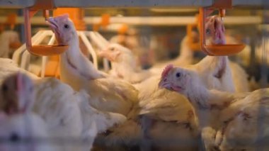 Birkaç tavuk meme içenlere kullanmak için boyunlarına yaslanmış.