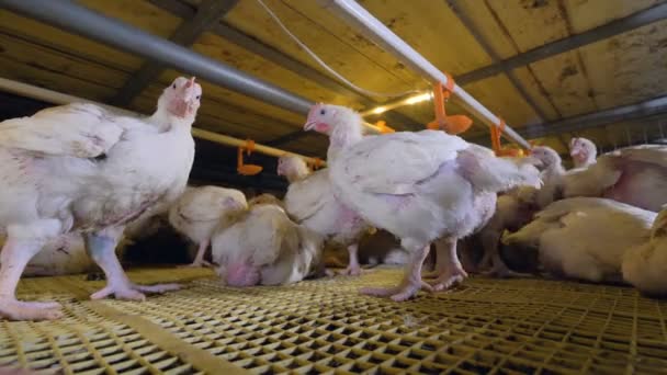 Une vue à angle bas sur les poulets à griller à l'intérieur de la cage . — Video