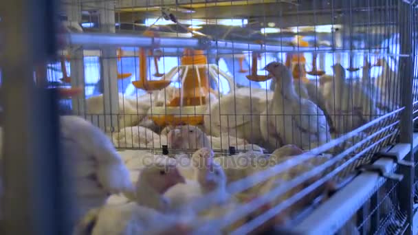 Dos secciones de jaulas de pollo divididas por alambre . — Vídeos de Stock