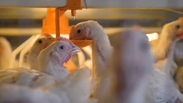 Una vista de cerca de varios pollos de engorde reunidos en un bebedor de pezones . — Vídeo de stock