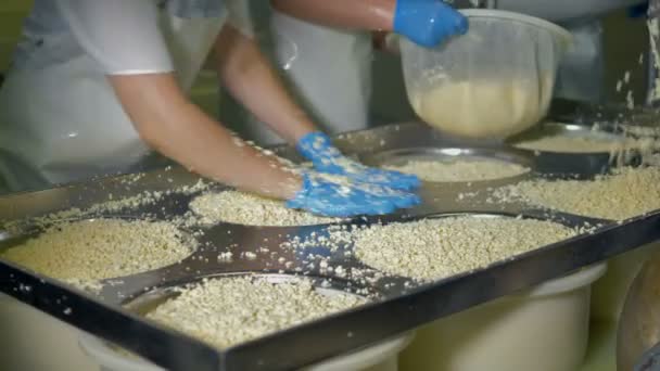 Gloved hands place curd into white molds under steel surface. — Stock Video