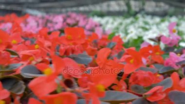 Satır büyük bir sera kırmızı begonia çiçek dolu. 4k.