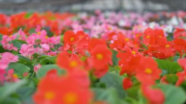 Birçok begonias çiçeklenme başında makro görünümü.