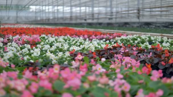 Vele soorten bloemen bloeien in een kas. — Stockvideo