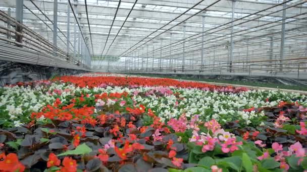 Una vista superiore su fiori di begonia che fioriscono sotto linee di utilità di una serra. 4K . — Video Stock