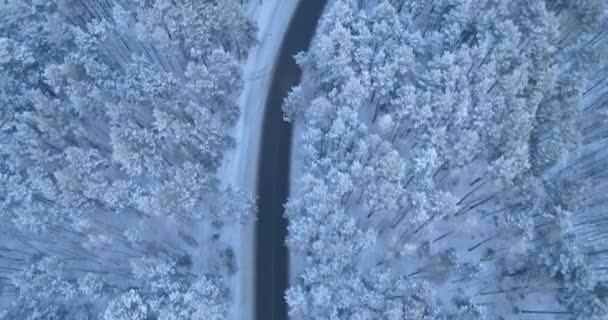 Coche un camino forestal de invierno entre pinos cubiertos de nieve . — Vídeos de Stock