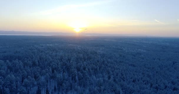 Winter boslandschap. Mooie luchtfoto van een besneeuwde hout bij een zonsondergang. — Stockvideo