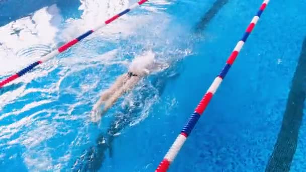 Entrenamiento profesional de nadadores en piscina. Movimiento lento . — Vídeos de Stock