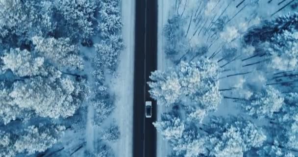 En sakte bevegelse av en bil som kjører på en landevei mellom snødekte furutrær. 4K . – stockvideo