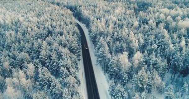 Et luftskud på en bil på vej gennem en dyb skov. 4K . – Stock-video