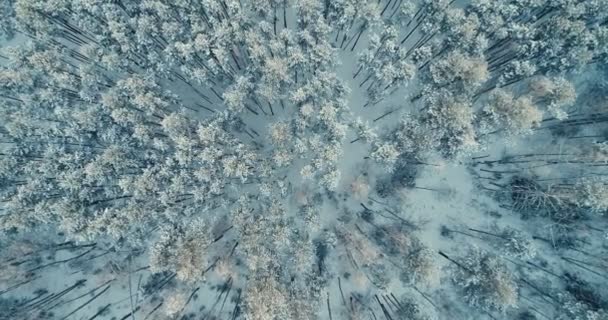 Κατεψυγμένα χιονισμένο δάσος ερυθρελάτης από πάνω. Εναέρια. Το Top view. — Αρχείο Βίντεο