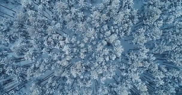 Aerial strzał tygodnia wiatr potrząsając wierzchołki drzew, głęboko pokryte śniegiem. 4k. — Wideo stockowe