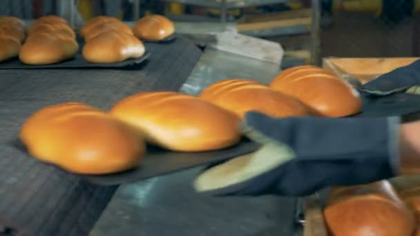 Свежеиспеченный белый хлеб, разгруженный в открытых коробках . — стоковое видео