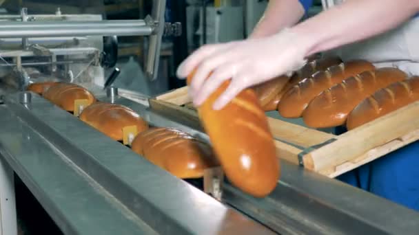 Un trabajador carga pan blanco recién horneado para empacar . — Vídeo de stock