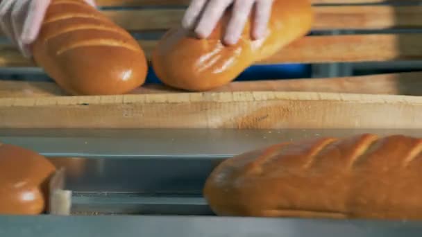 Nybakat vitt bröd manuellt lossas för maskin packning. — Stockvideo