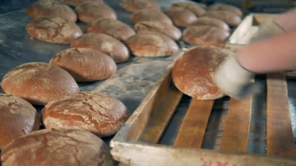 Große runde Laibe Rochenbrot gesammelt in einem hölzernen Tablett. — Stockvideo