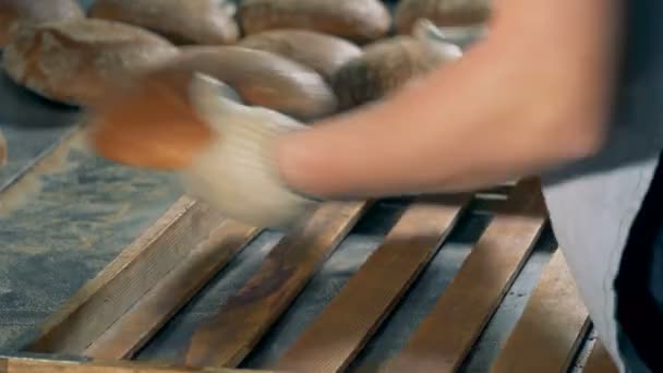 Un trabajador recoge panes redondos calientes en una bandeja de madera para empacar . — Vídeos de Stock