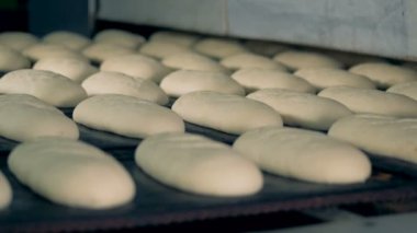 Ekmek somunları tepsiye bir fırında pişirme önce yalan.