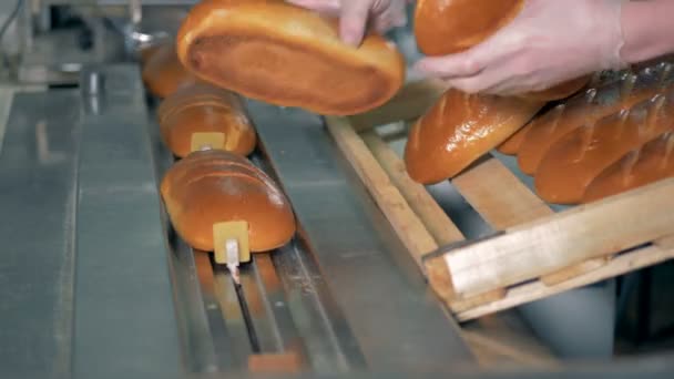 労働者は、パッキング マシンのスロットに白パンの新鮮なパンを置く. — ストック動画