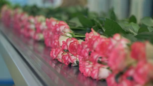 Růže na řádku dopravníku přibližuje s pupeny v zaměření. — Stock video