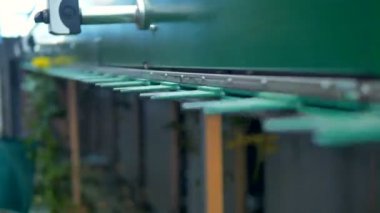 Bir çiçek sınıf öğrencisi Sarı Gül ile hızlı bir hareket.