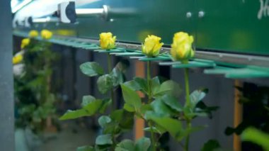 Sarı Gül onların tomurcukları tarafından dikey olarak desteklenen taşıma.