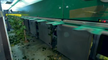 Bir yarım boş çiçek sınıf öğrencisi Sarı Gül tutan.