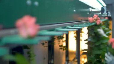 Fabrika işçileri elleri pembe Gül bir sınıf öğrencisi makineye yükleyin..