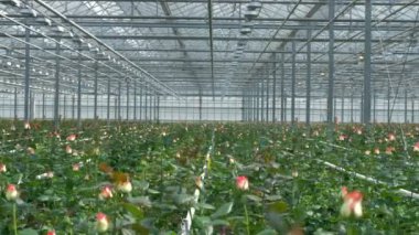 Gül sera çatı altında açılmamış tomurcuklu bir alan.