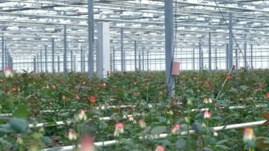 Farklı renkli gül içinde kapalı bir sera büyüyen.