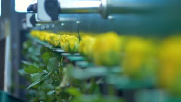 Roses with yellow petals move on a factory grader and shake. — Stock Video