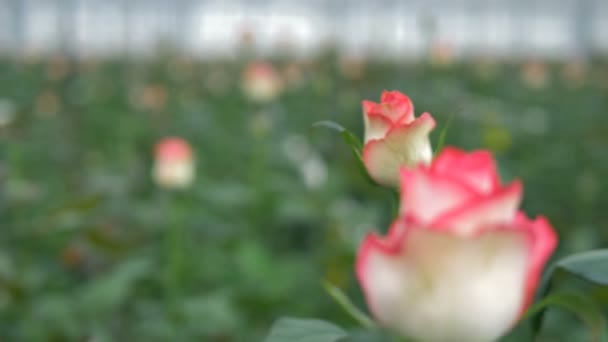 Рухомий знімок на білих і рожевих трояндах, що говорить про цвітіння . — стокове відео