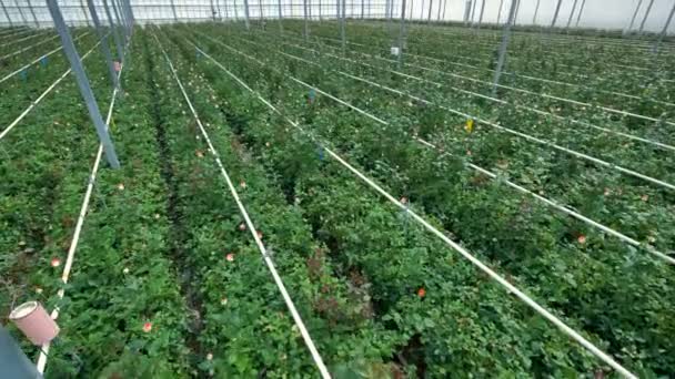 En ovanifrån på långa rader av rosenbuskar bland växthus utrustning. 4k. — Stockvideo