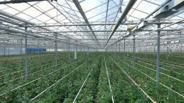 Sera ürünlerine blooming gül çalılar yukarıda Üstten Görünüm.