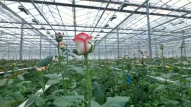 Sadece gül tomurcukları sopa onların uzun sapları üzerinde sera çalıların üzerinden açılan. 4k.