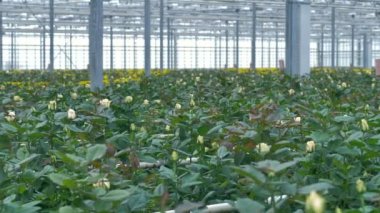 Bina ön planda krem beyaz gül dolu bir sera. 4k.