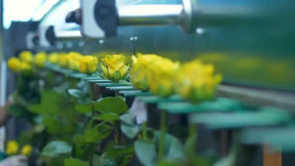 Rosas amarelas inseridas dentro de uma máquina graduadora à mão . — Vídeo de Stock