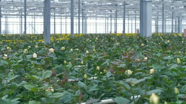 A greenhouse building full of cream white roses in the foreground. 4K. — Stock Video