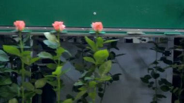 Şeftali pembe güller sıralama bir makineye taşıyın. 