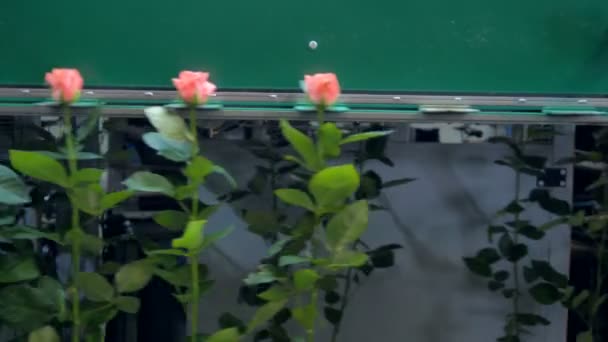 Rosas rosa pêssego mover em uma máquina de classificação . — Vídeo de Stock