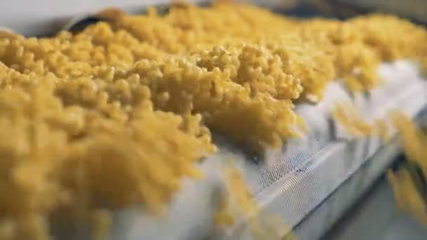 Macro de espaguetis crudos moviéndose en un transportador en una fábrica de pasta . — Vídeo de stock