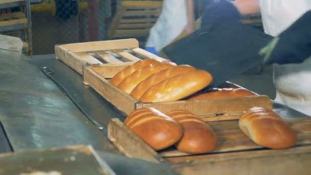 Baker tar bröd från transportband i ett bröd bageri. — Stockvideo