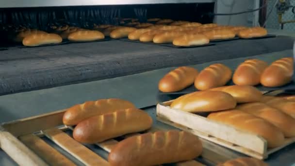 Un boulanger avec des gants de protection prend le pain cuit dans le convoyeur, le met sur des palettes en bois et l'emporte. 4K . — Video