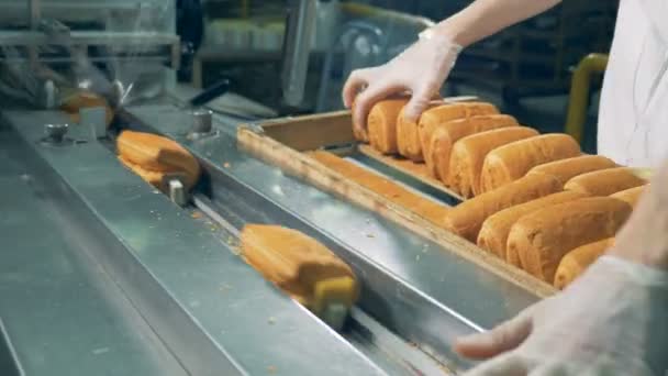 Rollen werden an Bäckerei-Verpackungslinie gepackt. — Stockvideo