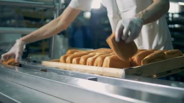 Линия упаковки хлеба. Рабочий положил булочку, булочки на конвейер . — стоковое видео