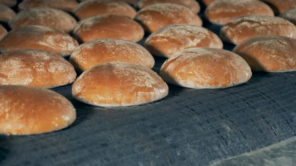 Στρογγυλή καρβέλια ψωμί κινούνται για τον ιμάντα μεταφοράς. — Αρχείο Βίντεο