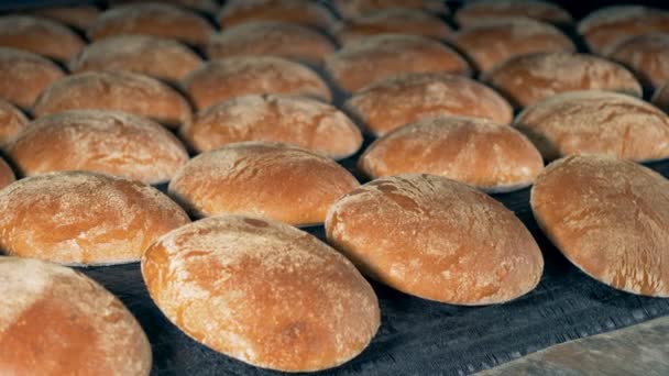 신선한 구운된 빵 빵의 컨베이어에 이동 하 고 강화 되 고 있다. 4 k. — 비디오