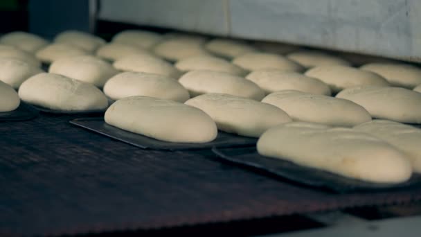 Δίσκοι με unbaked ψωμί κινούνται για τον ιμάντα μεταφοράς, η σωστή προβολή, εσωτερικη. — Αρχείο Βίντεο